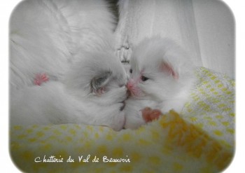 chatons - portée Ginger - Chatterie Ragdolls du Val de Beauvoir